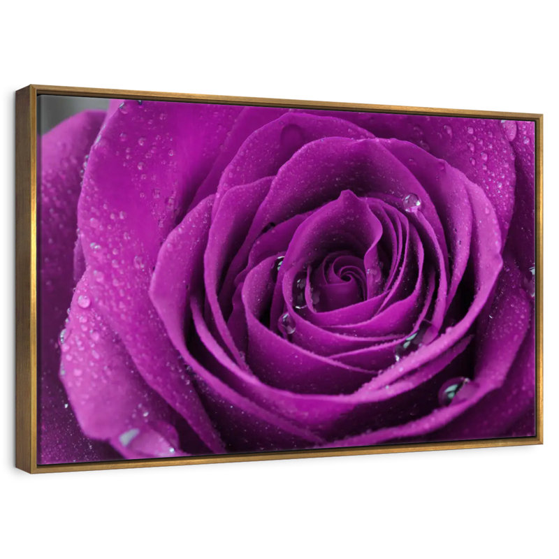 Gouttelettes sur une rose mauve, Cadre flottant doré, 25 po x 17 po