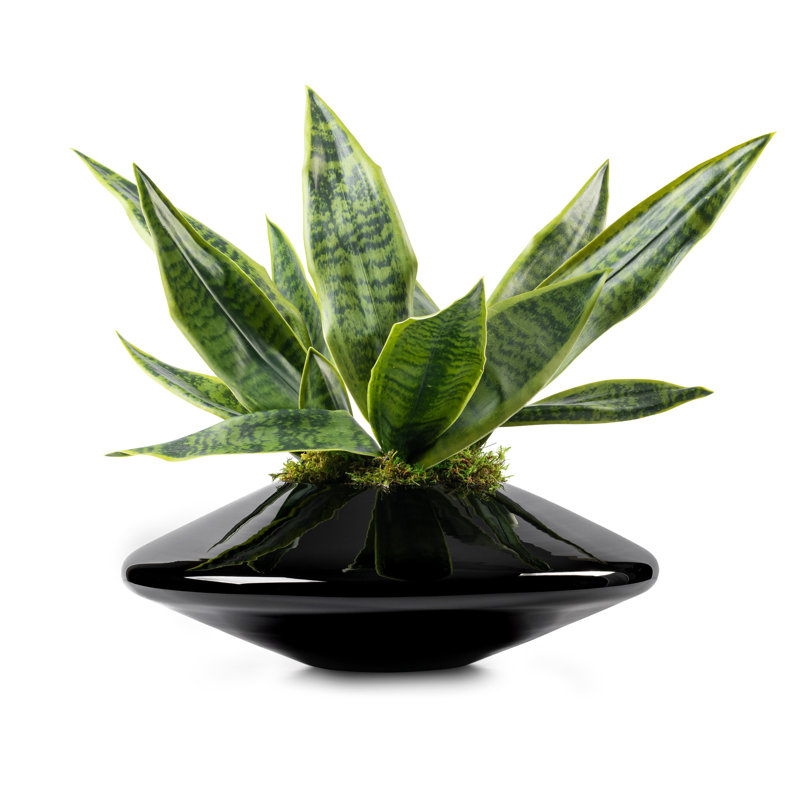Tropical Tapered in a Round Black Glass Vase, 16" H x 12" W x 12" D