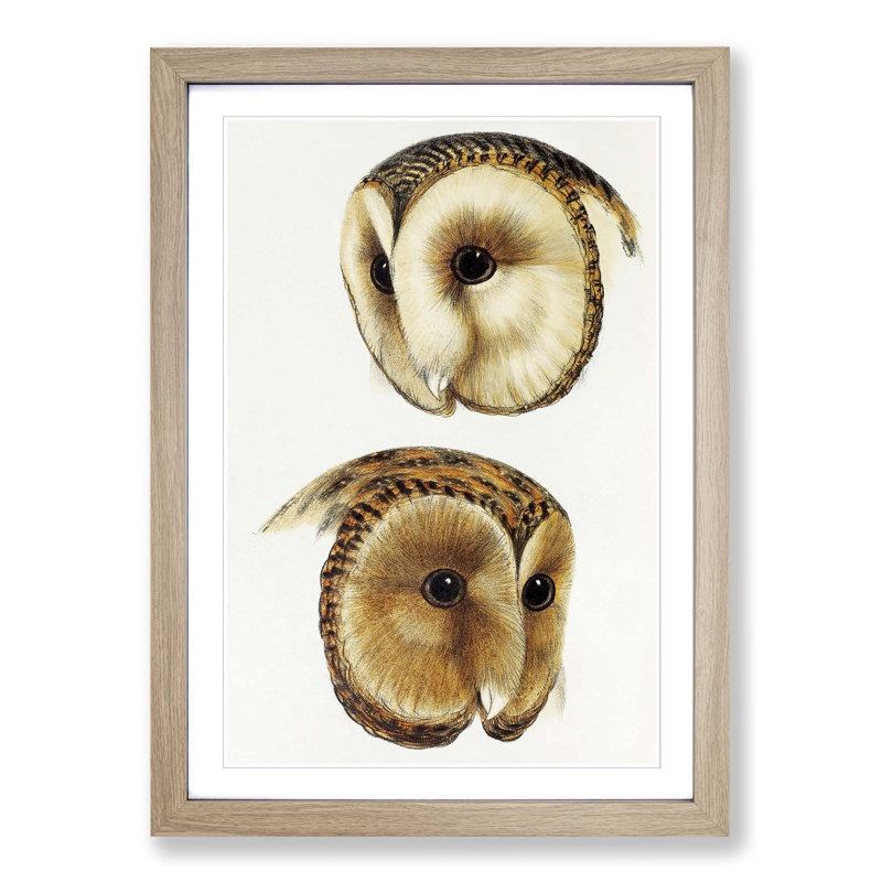 Two Owls by John Gould - Picture Frame Painting Print, 48cm H x 36cm W x 2cm D, Oak Framed