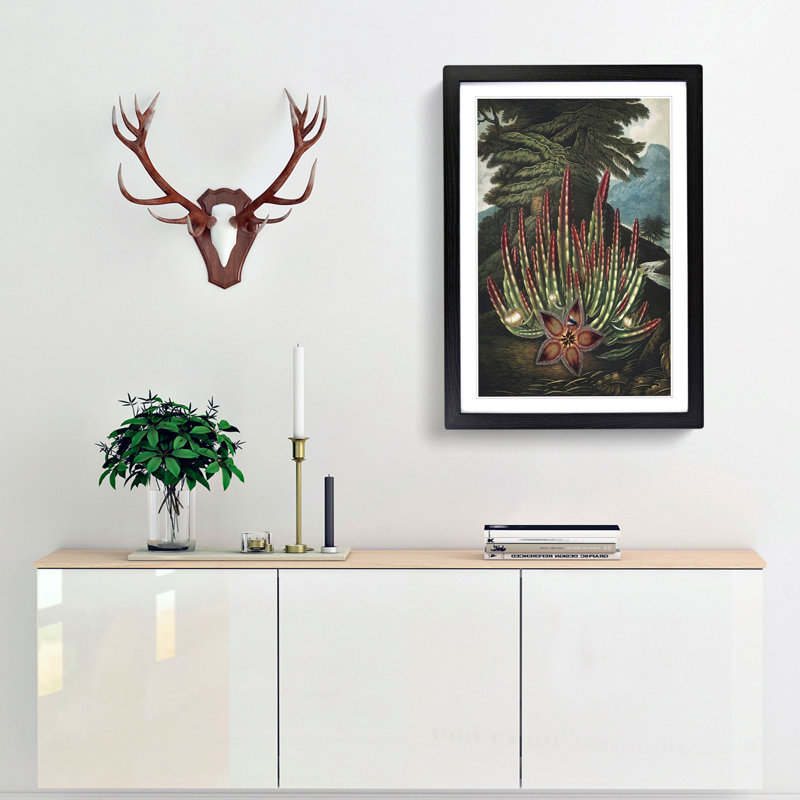 Stapelia Plant by R.J. Thornton - Framed Print, 65cm H x 48cm W x 2cm D, Black Framed