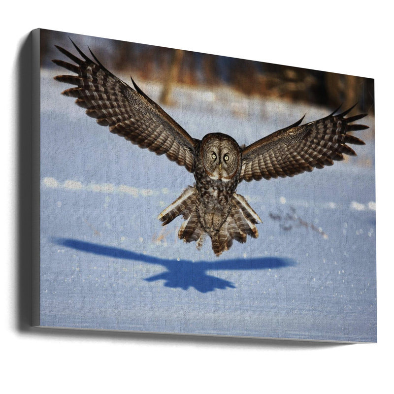 Art mural sur votre visage - Grand hibou gris - galerie tendue (prête à être accrochée), H 24,5 po x l 36,5 po