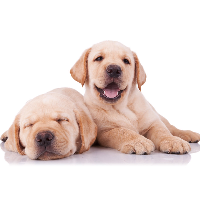 Two Adorable Little Labrador Retriever Puppies - Wrapped Canvas Print, 30cm H x 46cm W