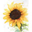 Tournesol imprimé floral | Art décoratif encadré mat-1852816227
