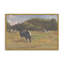 «Resting Cows I» par Stephen Calcasola, reproduction d'art-2054170496-2054170510-2054170498