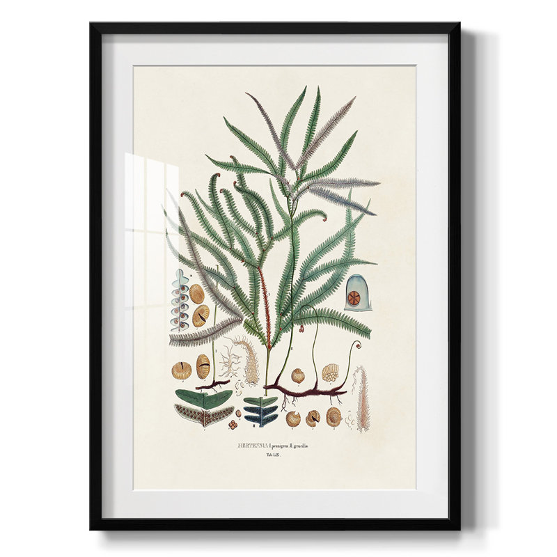 Bright Boy II -Gallery Wrapped Canvas
