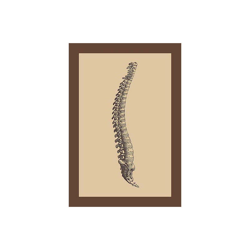 « backbone » par andreas vesalius, impression encadrée
