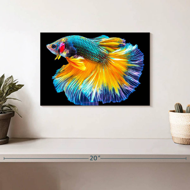 Brampt Multicolored Betta Fish, 8'' H x 12'' W