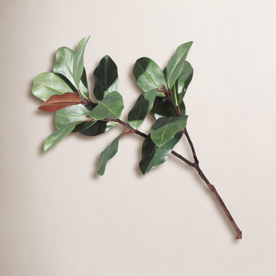 Magnolia Leaf Stems