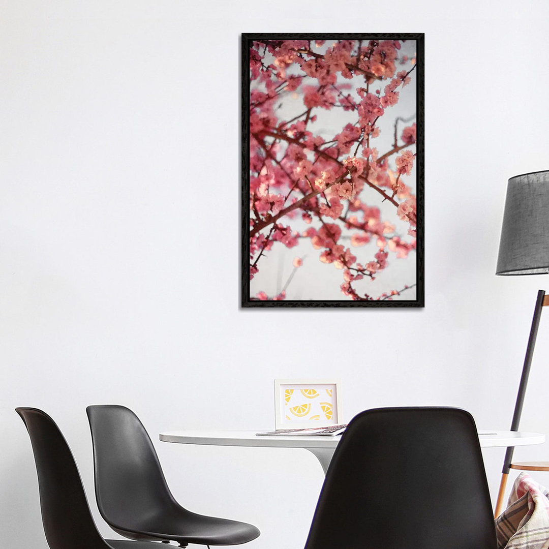 Kirschblüten I von Susan Bryant - Galerie-verpackte Leinwand Giclée auf Leinwand