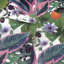 Papier peint Etta-1407113515