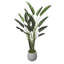 Bird of Paradise in Fiberstone Planter