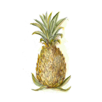 Croquis d'ananas I