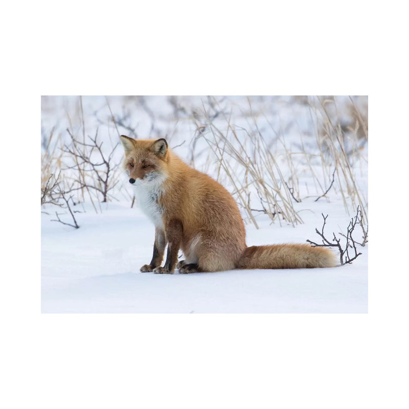 Red Fox Sitting In Snow by Darrell Gulin - Wrapped Canvas Print, 30.48 cm H x 45.72 cm W