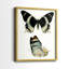 Papillons bleus antiques I - impression encadrée de qualité supérieure - prête à être accrochée - aucun clou requis - aucun clou requis-89008824-89008827