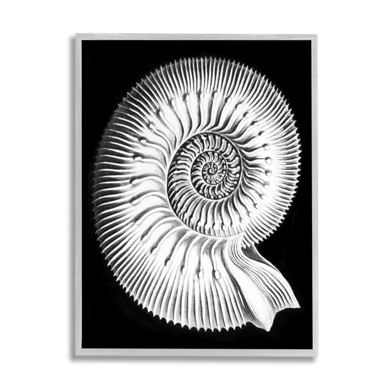 " Spiral Sea Life Beach ", 30" H x 24" W x 1.5" D, Farmhouse Gray Framed Giclee
