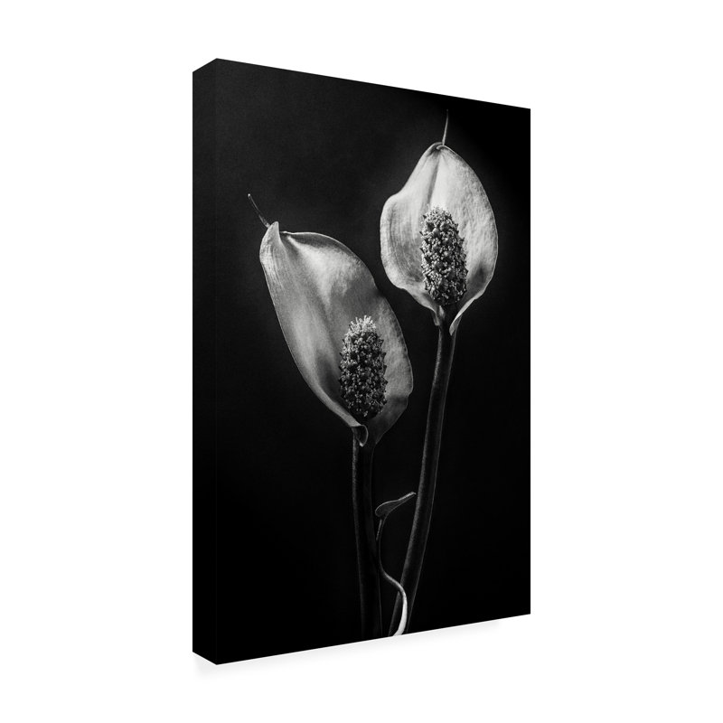Stephen Clough  Spathiphyllum Canvas Art, L 30 po x H 47 po