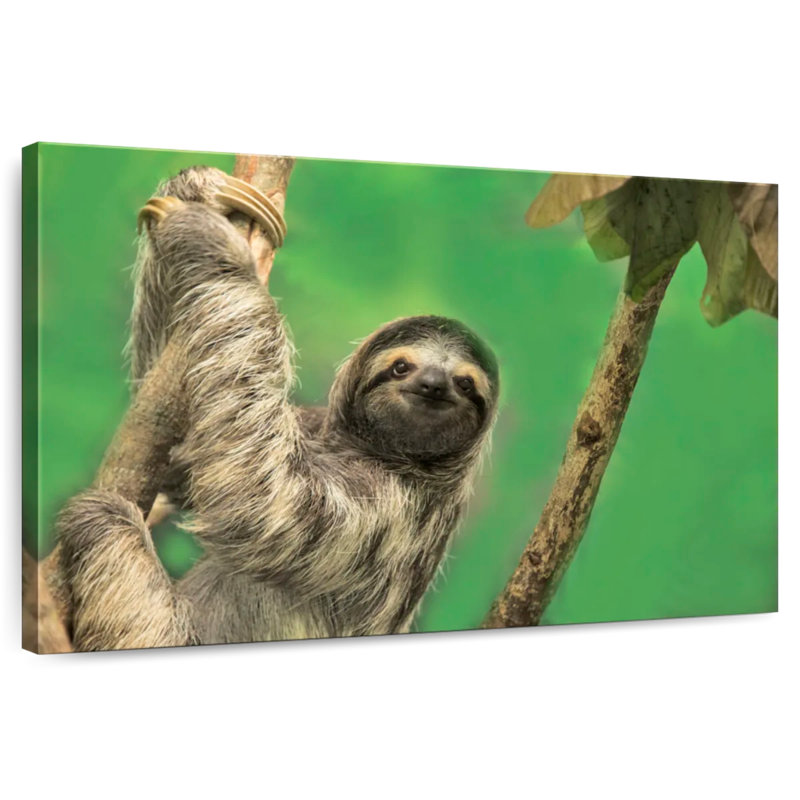 Clinging Sloth, 34" H x 51" W