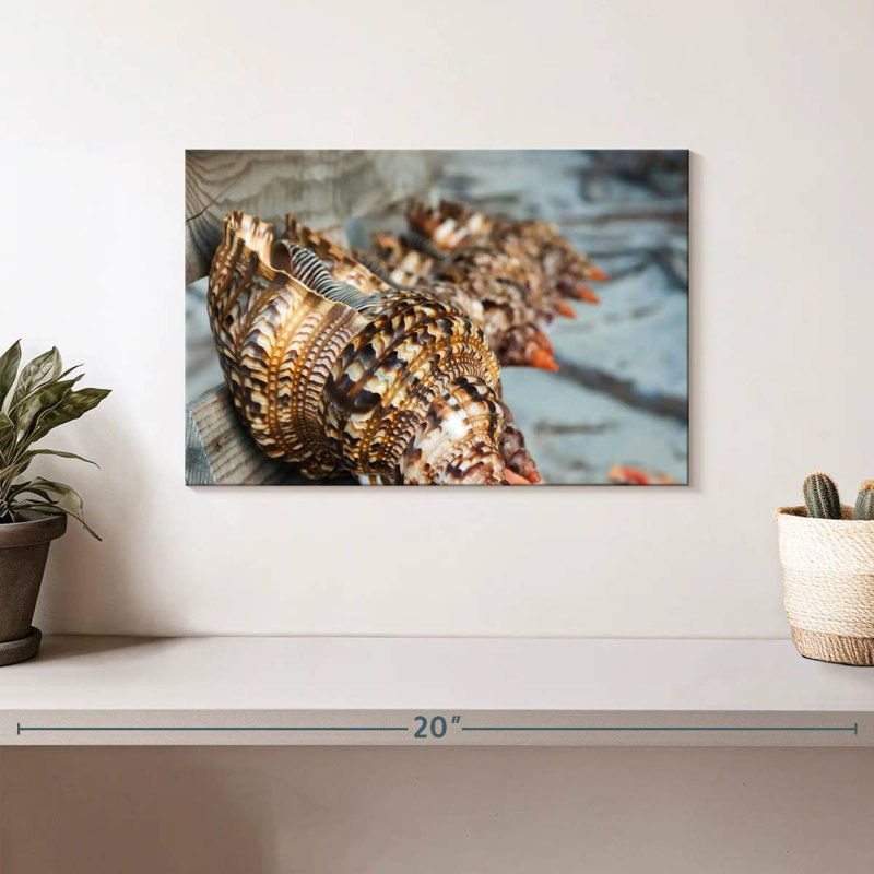 Aletra Ocean Shells, 8" H x 12" W