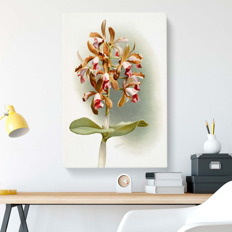 Magnolia Flowers Illustration Tab.77 by Frederick Sander - Wrapped Canvas, 91cm H x 60cm W x 3cm D
