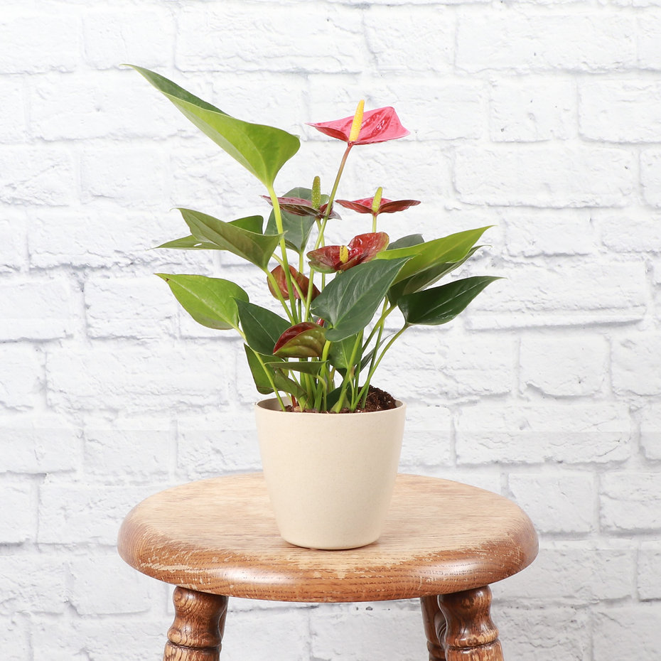 Thorsen's Greenhouse Live Anthurium Plant in Biodegradable Pot | Wayfair