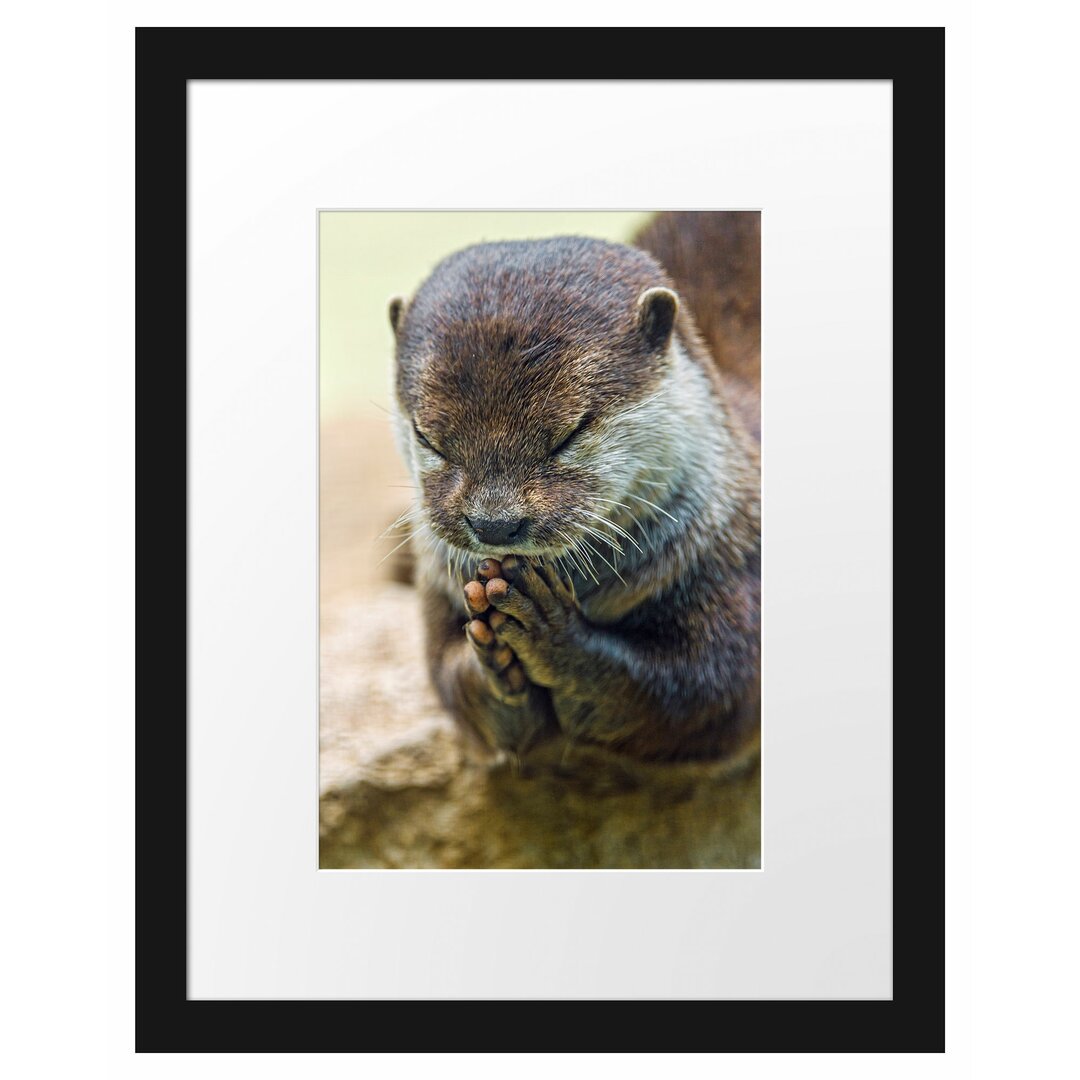 Anmutiger kleiner Otter Gerahmter Fotokunstdruck Poster