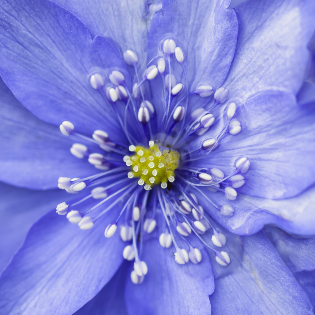 Lavendelblaue Blume von Matt_Gibson - Kunstdrucke auf Leinwand