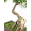 Anlin 40cm Faux Bonsai Tree in Pot