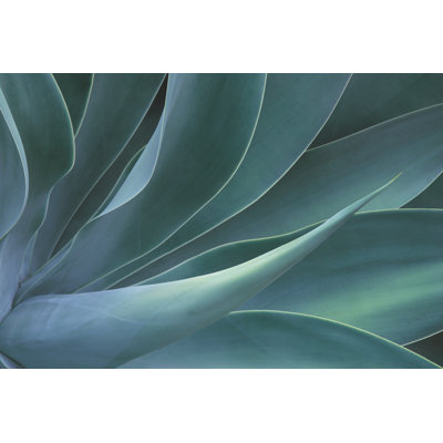 " Foxtail Agave Plant "