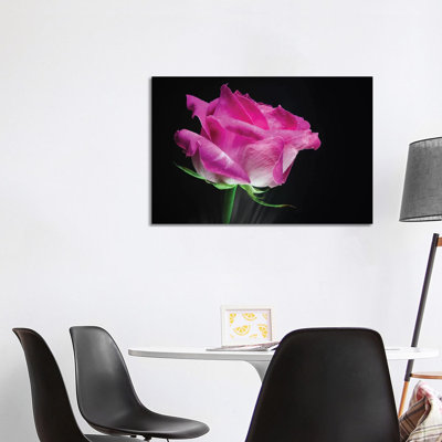 Pink Rose Flower - Wrapped Canvas Print