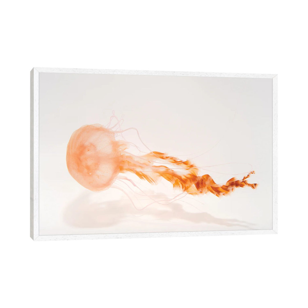 A Black Sea Nettle At The Monterey Bay Aquarium von Joel Sartore - Gallery-Wrapped Canvas Giclée