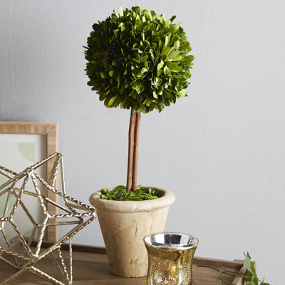 Topiary in Ceramic Pot