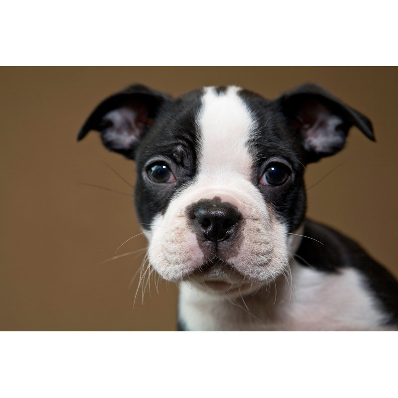 Boston Terrier Puppy par MeltonMédias, H 8 po x l 12 po