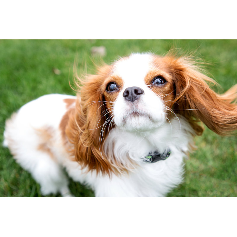 Cavalier King Charles Spaniel by Victoriarak - No Frame Print on Canvas, 81cm H x 122cm W