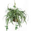 Plante en soie Spider