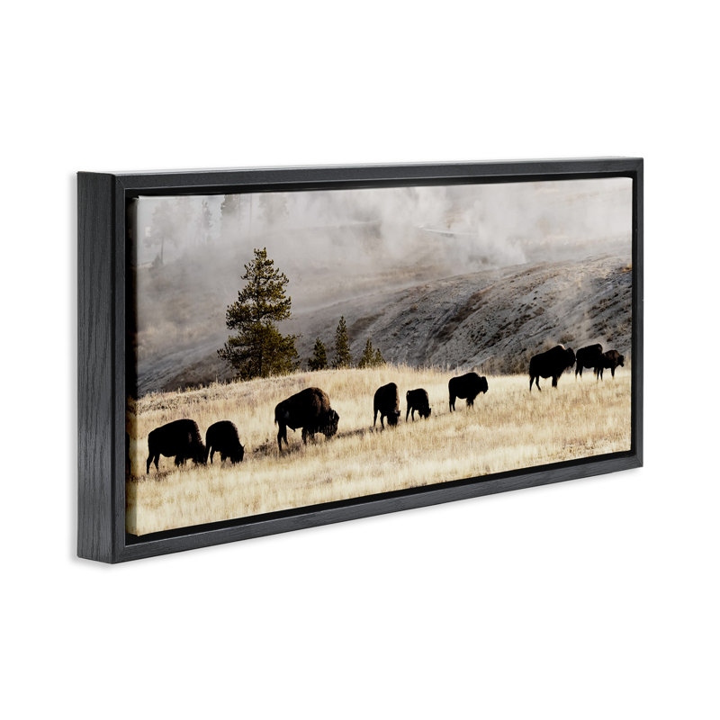 Bison broutant en pleine campagne brumeuse, Cadre flottant noir de jais, H 11 po x l 25 po