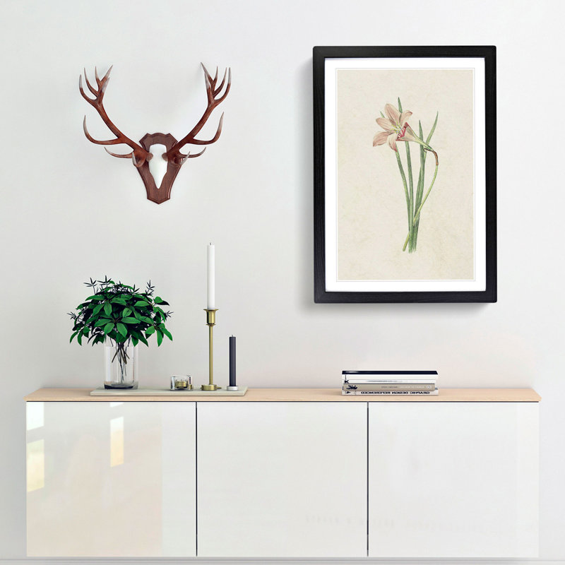 Pink Zephyr Lily Illustration - Framed Print, 36cm H x 27cm W x 2cm D, Black Framed