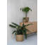 Ardell Handmade Planter-1197584814