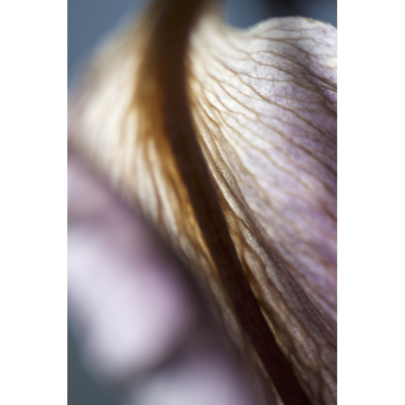 Lily Dusk II - Wrapped Canvas Print, 46cm H x 30cm W