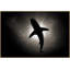 Calm Shark 1 Print by Mat Sanders