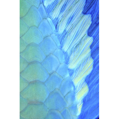 Solace - La Paz, Mexique