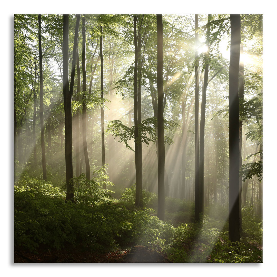 Glasbild Sonnenstrahlen im Wald