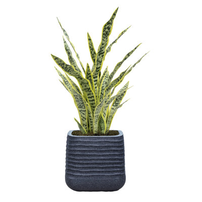 42.57 " H Faux Snake Plant in Plastic Planter
