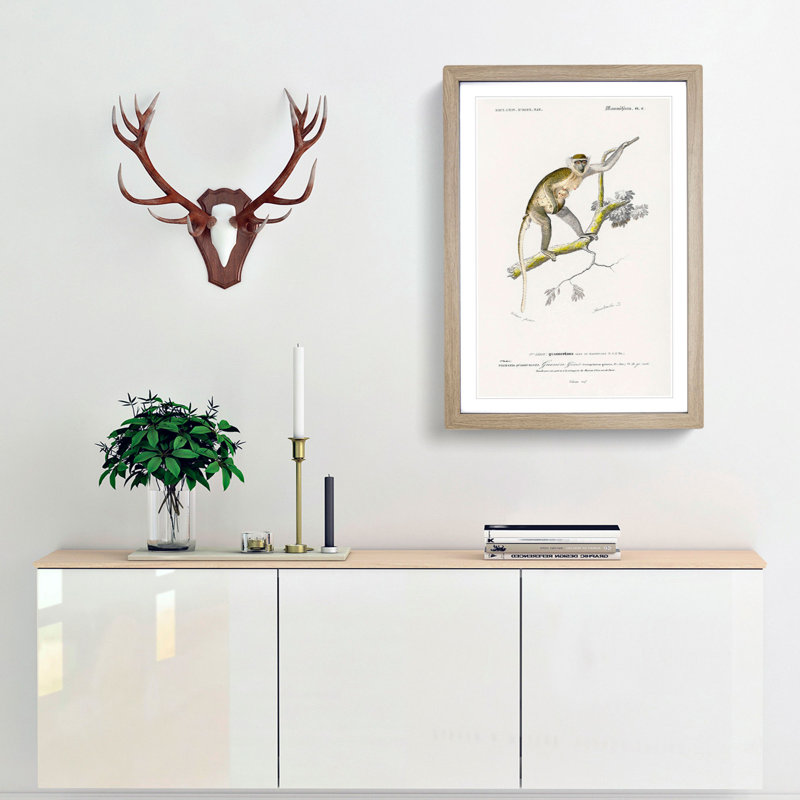 Grivet Monkey PL. 6 by Charles D'Orbigny - Picture Frame Painting Print, Oak Framed, 36cm H x 27cm W x 2cm D