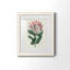 Protea N13 - Peinture encadrée-841114260-841114267