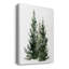 Simple Evergreen I-765343892