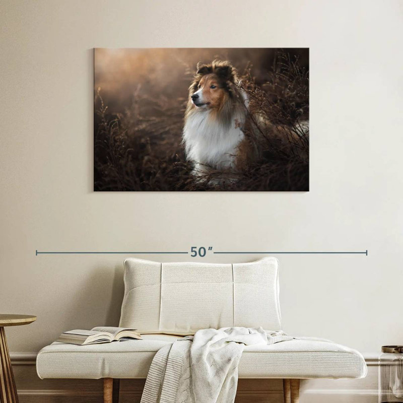 Bramelt, magnifique sheltie, H 26 po x l 39 po
