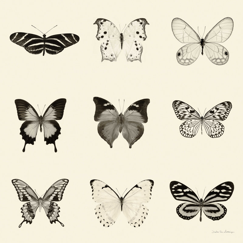 Papillon BW 9 Patch, H 12 po x l 12 po