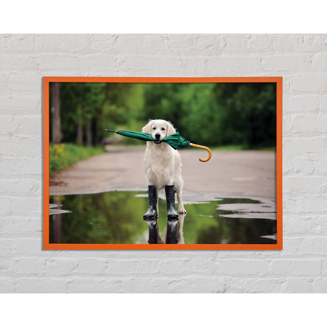 Annito Dog Ready For A Walk In The Rain - Einzelne Bilderrahmen Kunstdrucke