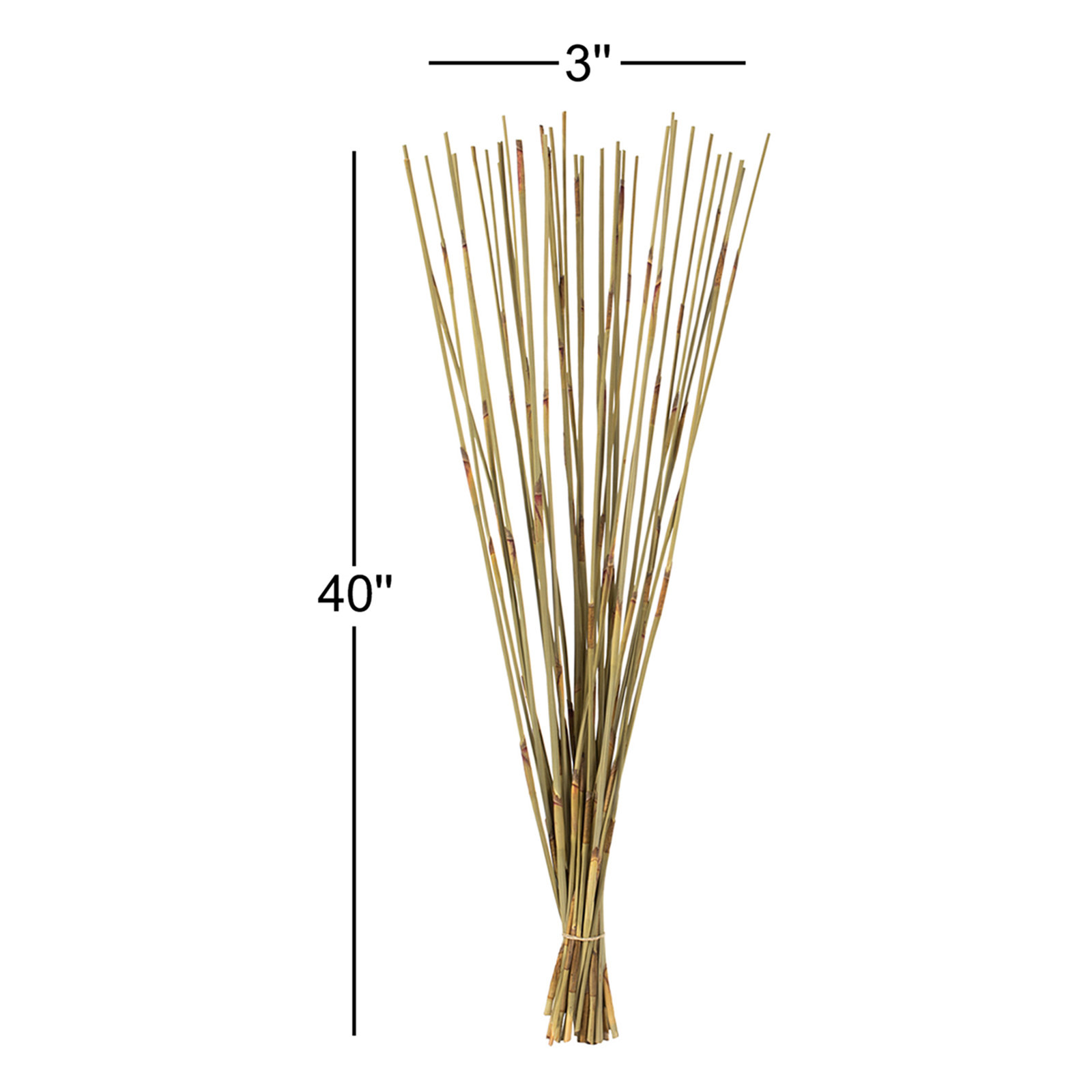 Dried Elephant Reed Stems, Natural