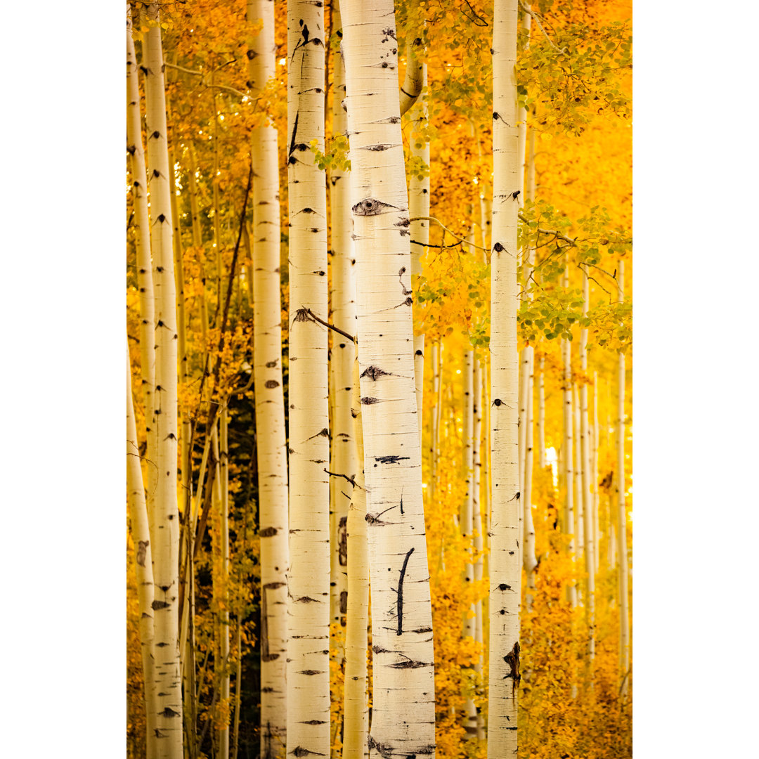 Autumn Forest Aspen Trees von Amygdala_imagery - Wrapped Canvas Set